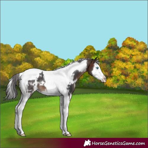 Horse Color:White Spotted Brown Splash Tobiano 