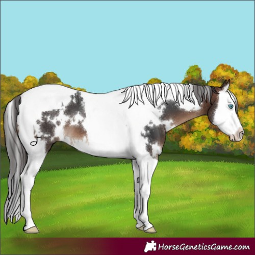 Horse Color:White Spotted Brown Splash Tobiano