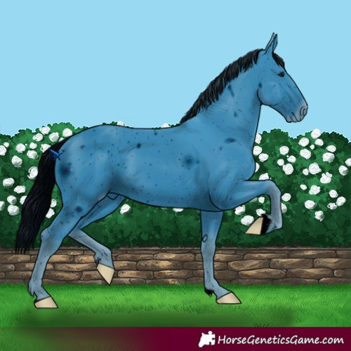 Horse Color:ERROR: UNKNOWN ANOMALY