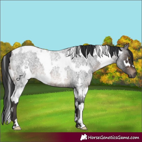 Horse Color:White Spotted Brown Roan