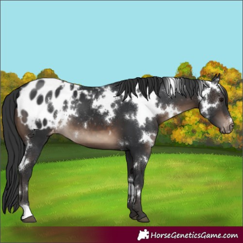 Horse Color:White Spotted Brown Appaloosa 