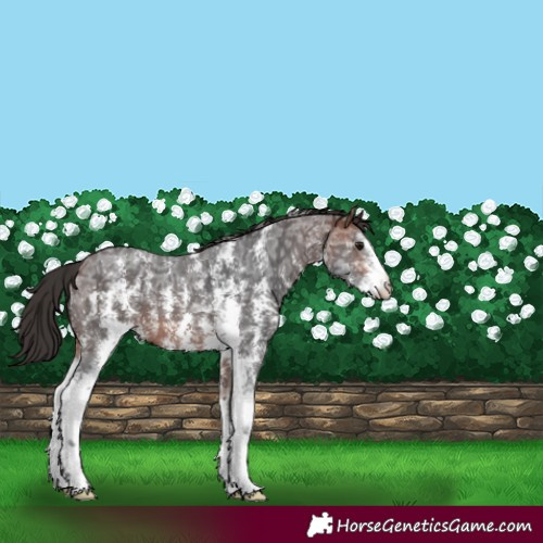 Horse Color:Brown Ice Sabino