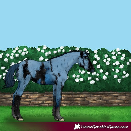 Horse Color:ERROR: UNKNOWN ANOMALY