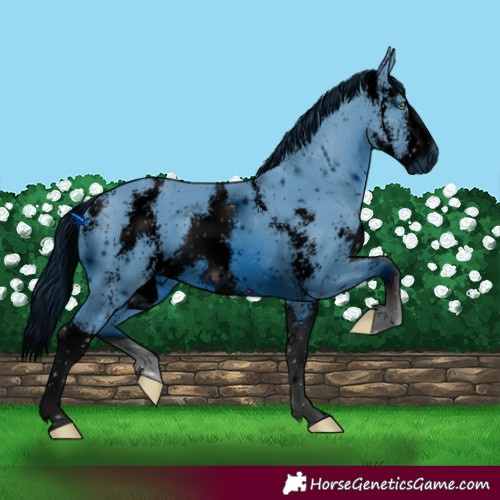Horse Color:ERROR: UNKNOWN ANOMALY