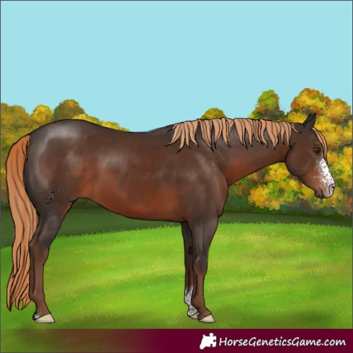 Horse Color:Liver Chestnut Sabino
