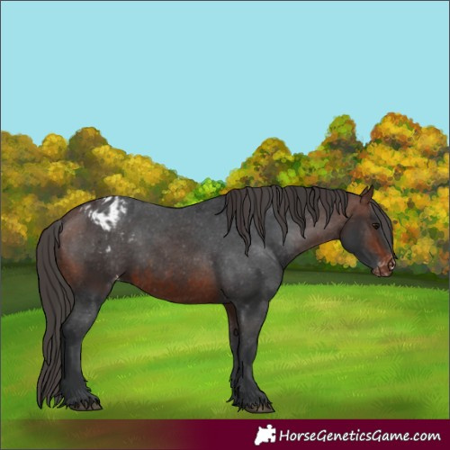Horse Color:Brown Appaloosa and Brown Appaloosa