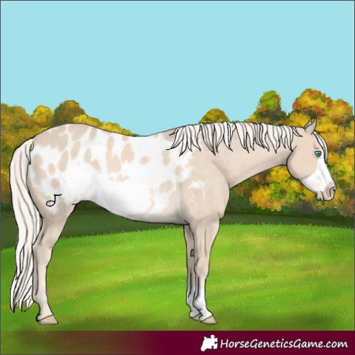 Horse Color:Cremello Frame Appaloosa Rabicano