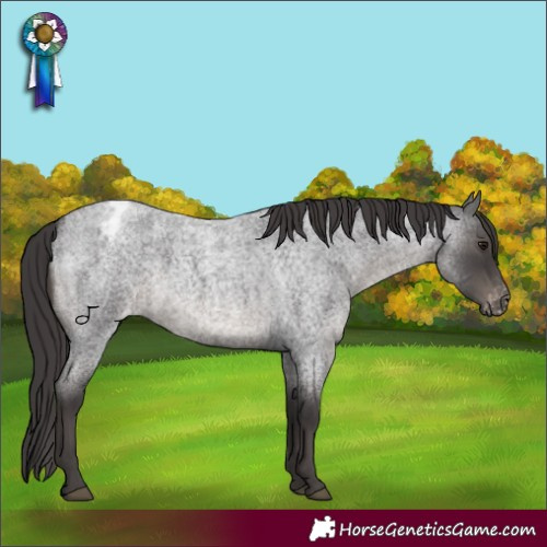 Horse Color:Smoky Blue Roan Varnish