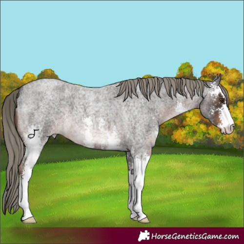Horse Color:Liver Red Roan Mushroom Sabino 
