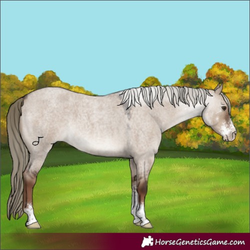 Horse Color:Liver Red Dun Roan Sabino 