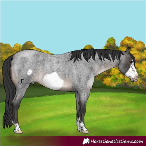Horse Color:Brown Roan Sabino Frame