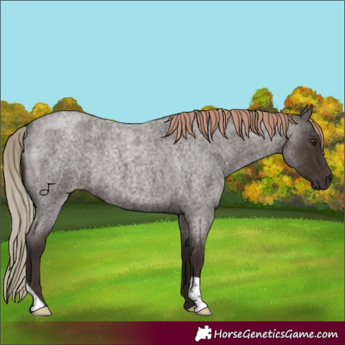 Horse Color:Liver Red Roan 