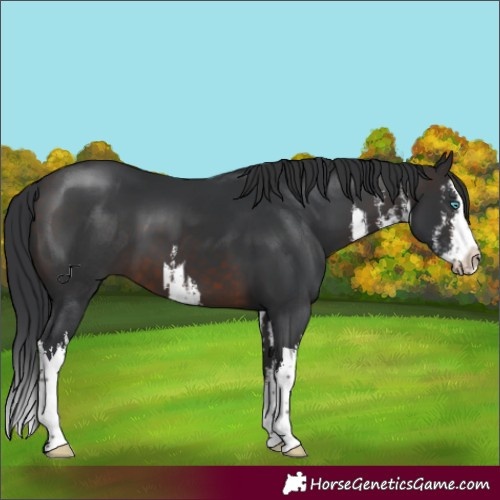 Horse Color:White Spotted Brown Splash