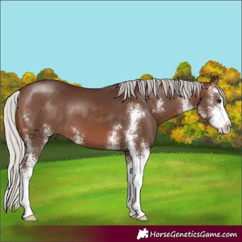 Horse Color:Silver Brown Sabino