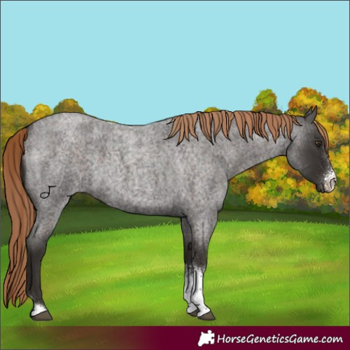 Horse Color:Liver Red Roan Sabino