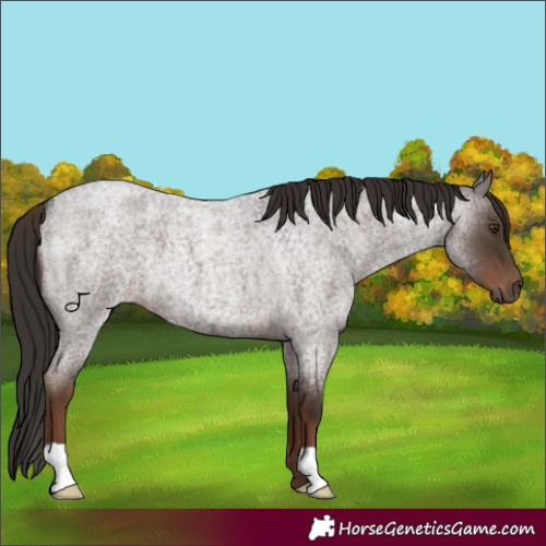 Horse Color:Liver Red Roan