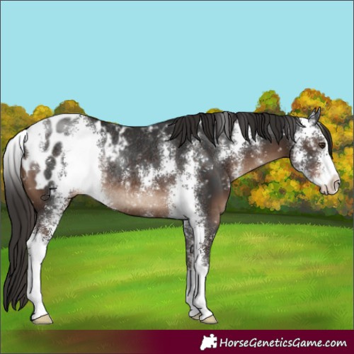 Horse Color:Liver Chestnut Sabino Appaloosa Rabicano