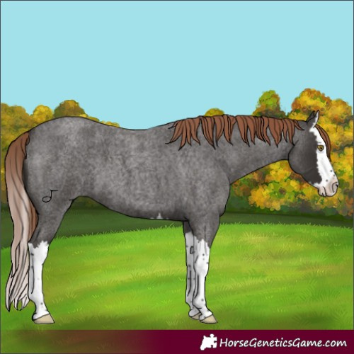 Horse Color:Liver Red Roan Splash