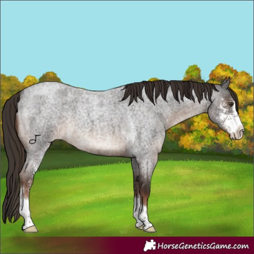 Horse Color:Liver Red Roan Sabino