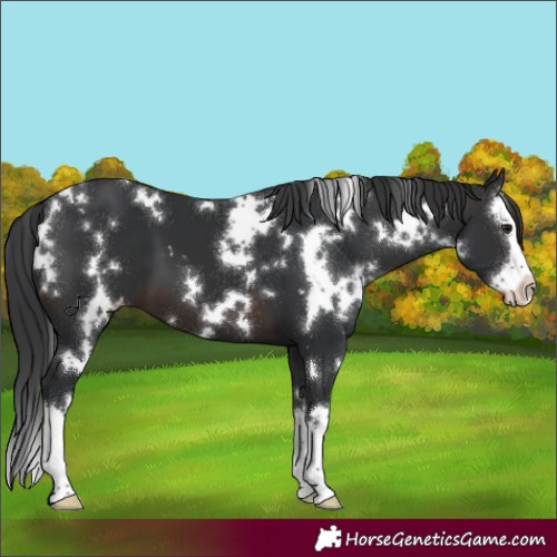 Horse Color:White Spotted Brown Splash Appaloosa