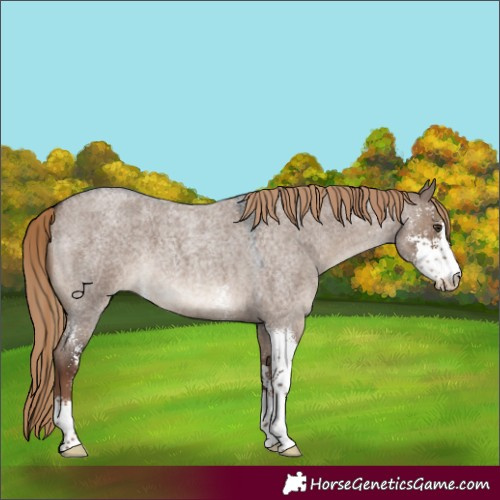 Horse Color:Liver Red Dun Roan Sabino