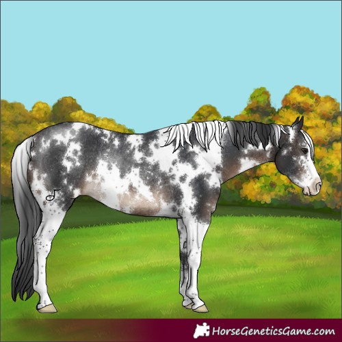 Horse Color:White Spotted Brown Sabino Appaloosa Rabicano