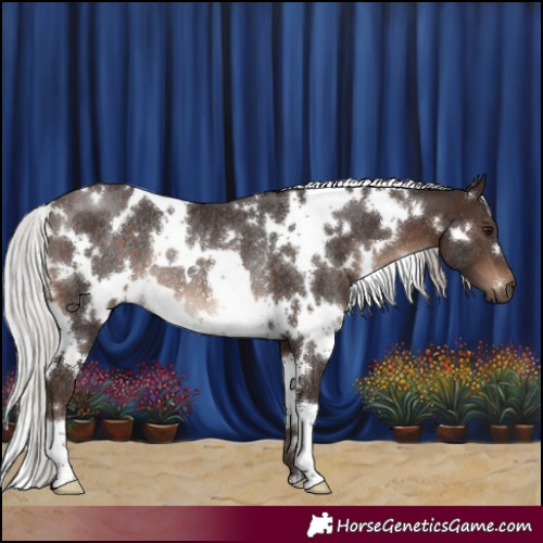 Horse Color:White Spotted Silver Brown Rabicano