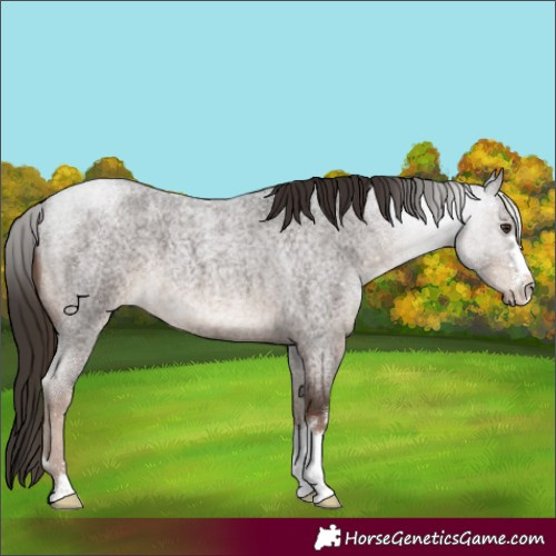 Horse Color:Liver Red Roan
