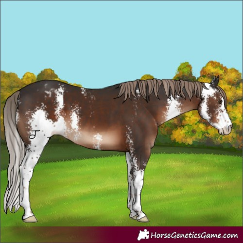 Horse Color:Liver Chestnut Sabino Appaloosa 