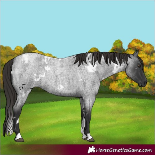 Horse Color:White Spotted Liver Red Roan