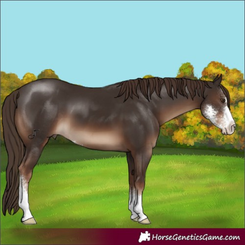 Horse Color:Liver Chestnut Sabino
