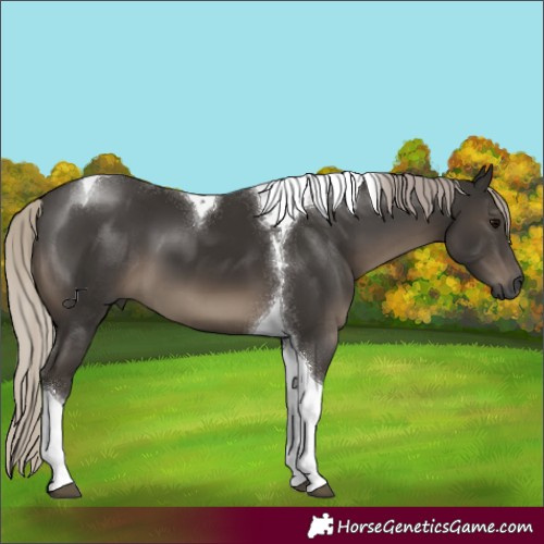 Horse Color:Gray Silver Black Tobiano