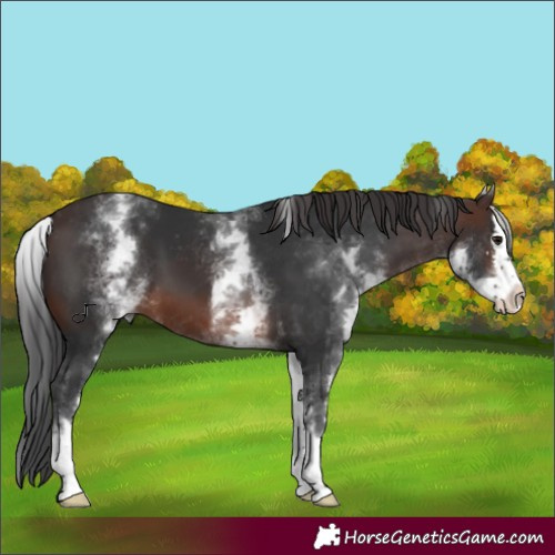 Horse Color:White Spotted Brown Sabino Splash 