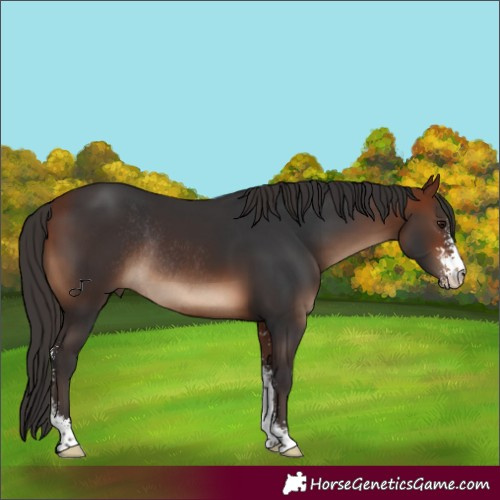 Horse Color:Bay Sabino Rabicano