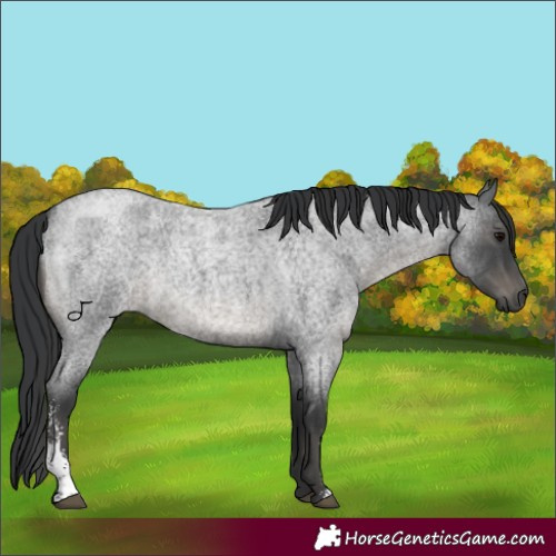 Horse Color:Blue Roan Sabino 