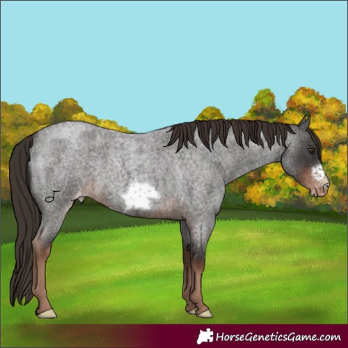 Horse Color:Liver Red Roan Frame Appaloosa