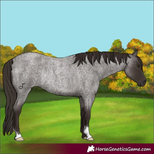 Horse Color:Liver Red Roan Rabicano