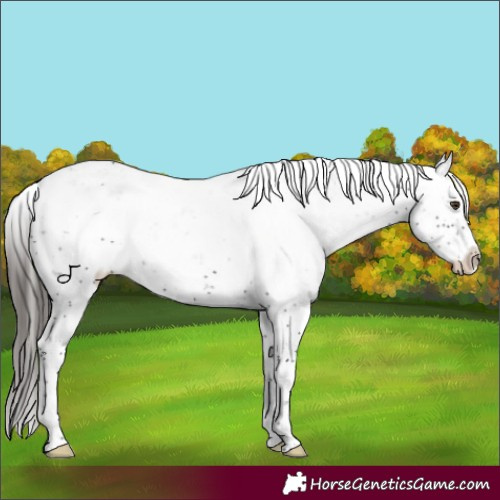 Horse Color:Liver Chestnut Sabino Rabicano