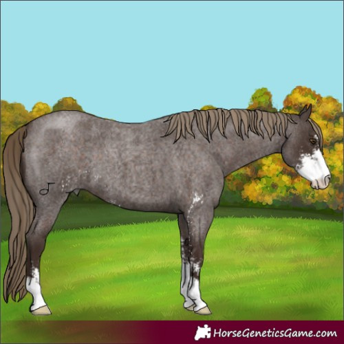 Horse Color:Liver Red Roan Sabino 