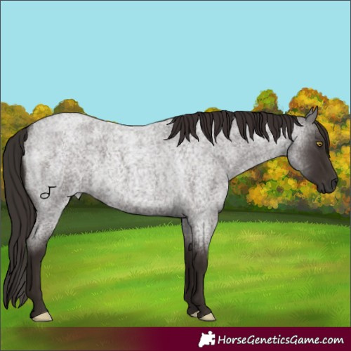 Horse Color:Liver Red Roan