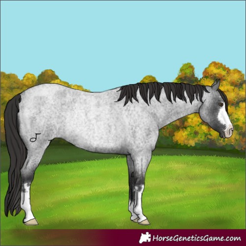 Horse Color:Liver Red Roan Rabicano 