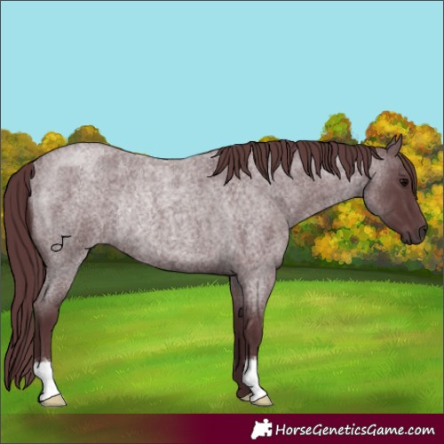 Horse Color:Chocolate Blue Roan Rabicano