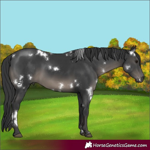 Horse Color:White Spotted Black 