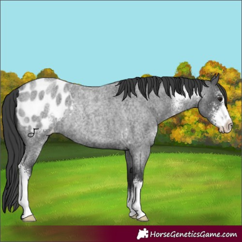 Horse Color:Blue Roan Sabino Appaloosa Rabicano 