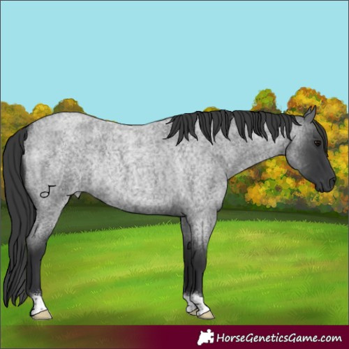 Horse Color:Blue Roan Rabicano