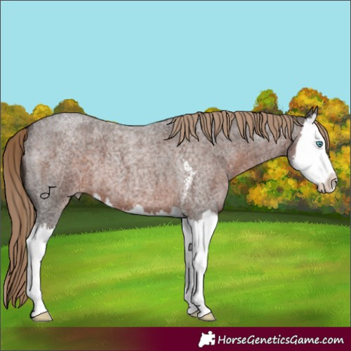 Horse Color:Liver Red Roan Sabino Splash