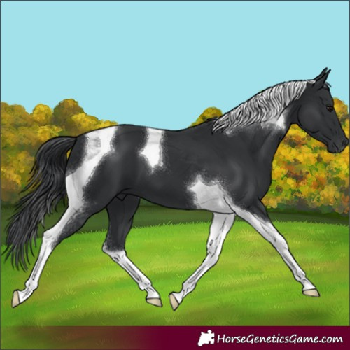 Horse Color:Black Tobiano 