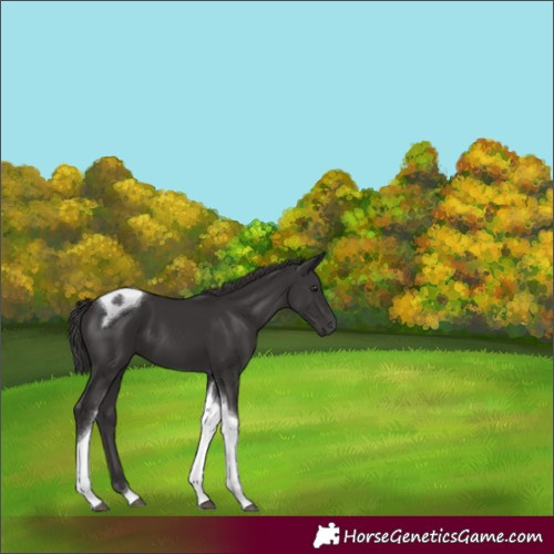 Horse Color:Smoky Black Tobiano
