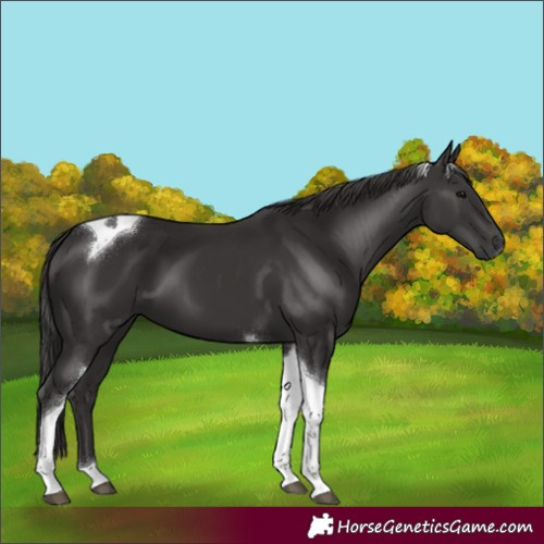 Horse Color:Smoky Black Tobiano