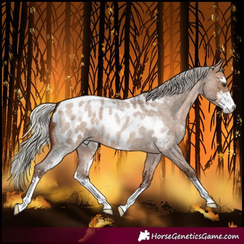 Horse Color:Silver Bay Roan Dun Sabino Blanket 